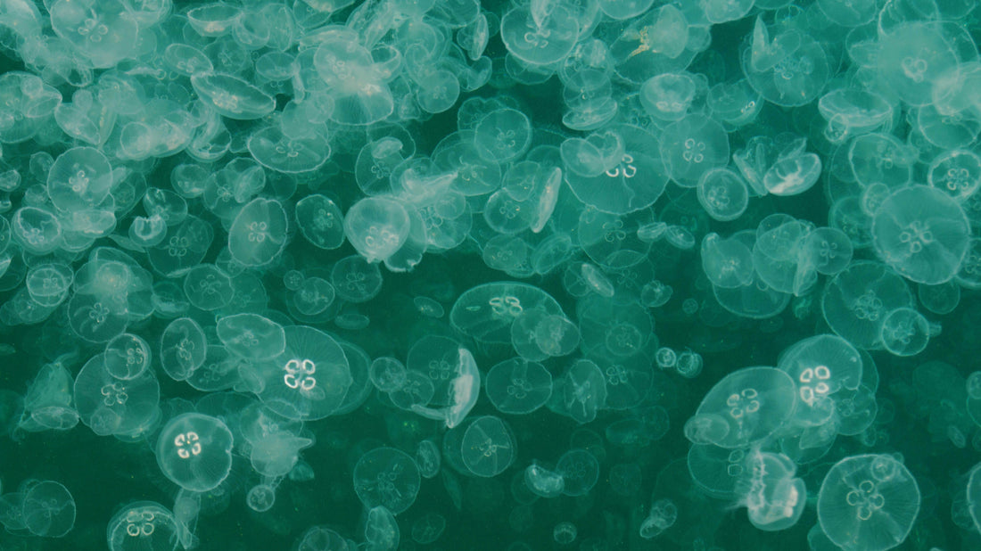 Mikroplastik vs. Nanoplastik: Warum die Größe alles verändert