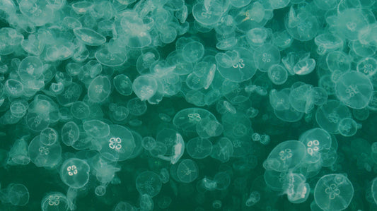 Mikroplastik vs. Nanoplastik: Warum die Größe alles verändert