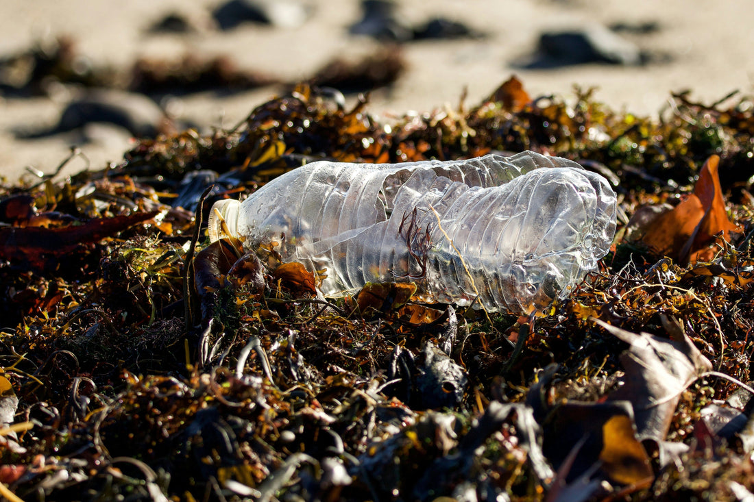 Wie Mikroplastik die Verbindung zwischen Darm und Gehirn stört