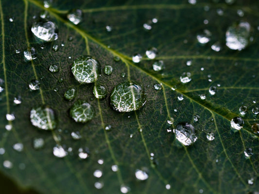 Blaualgen im Glas: Trinkwasser oder schleichendes Gift?